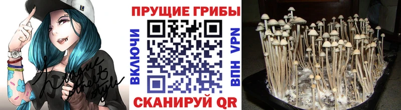 Галлюциногенные грибы Psilocybine cubensis Навашино